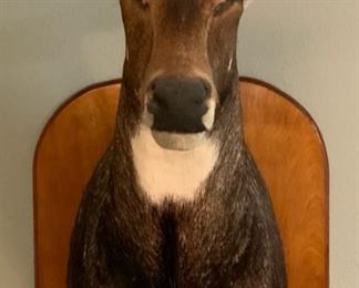 Nilgai  African Antelope Taxidermy Shoulder Mount on Wood Plaque (43”H x 16.5”W x 32”D)