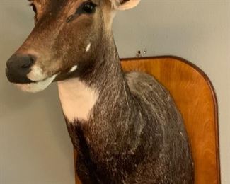 Side View: Nilgai  African Antelope Taxidermy Shoulder Mount on Wood Plaque (43”H x 16.5”W x 32”D)