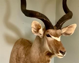 Beautiful African Greater Kudu taxidermy shoulder mount.  57”H x 37” W(actual widest point) x 37”D)