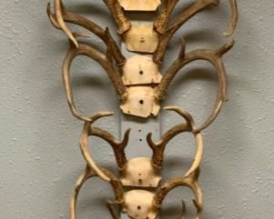 Wall Mount Deer Antler Collection (13) from spike to 8 points