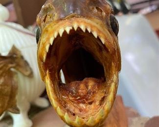 Open up and say Ahh!