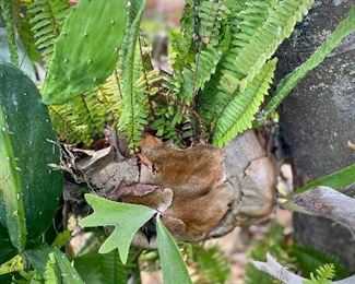 Stag horn fern 2