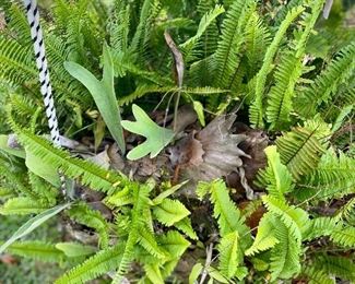 Stag horn fern 3