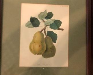 Williams' Bon Chretien Pear - Stipple etching and aquatint printed in color and hand colored