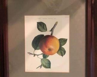 The Brabant Bellefleur Apple - Stipple and etching - hand colored