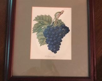 The Esperione Grape - Stipple etching and aquatint, printed in color and hand colored