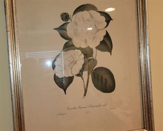 Framed Camillia Lithograph