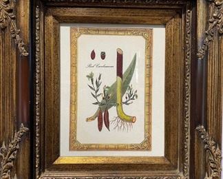 Framed Red Cardamom Print