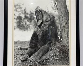 Royal Yawn Photograph Framed