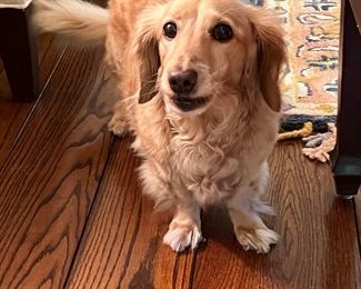 WONDERING WHAT ALL THE FUSS IS