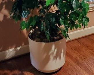 Silk Ficus Tree