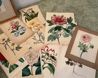 Botanical prints 1800’s 