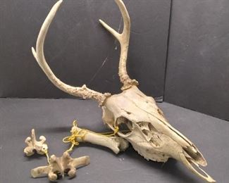 deer skull with horns and other bones