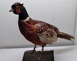 vintage pheasant 