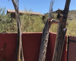 Saguaro cactus skeletons