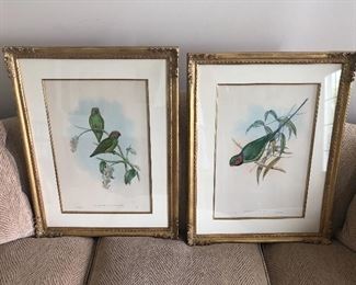 LEFT: J. Gould & Hart; Cyclopsitta Aruensis, (Aru Parrakeet) two birds with red heads. 20.5" h x 14" w. French gilded frame 28.5" h x 22" w. Museum mountings. RIGHT: J. Gould & Richter; Palaeornis Affinish (Allied Parrakeet), single male - full sized. 20.5" h x 14" w. French gilded frame 28.5" h x 22" w. Museum mounting. $1800 pr. (Professional art appraisal in 2014 $5,000 ea.)