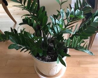 Live plant. Very healthy! 28" tall, $45.