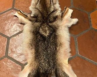 Coyote pelt