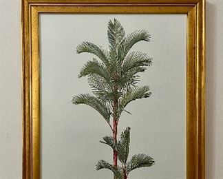 Palm lithograph
