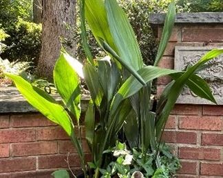 Large ceramic planter and plant