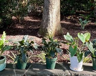 Various plants in pots