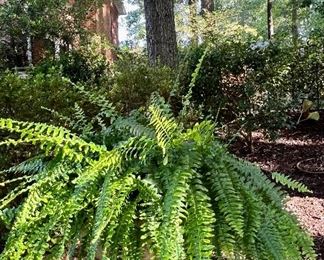 Cement planter and fern
