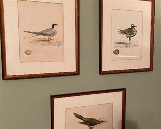 Antique bird prints