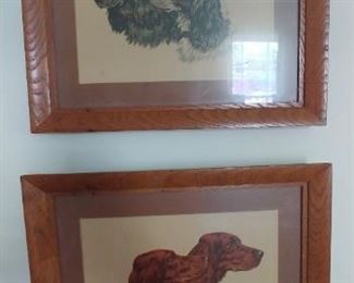 Cocker Spaniels & Irish Setters