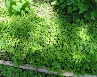 Plants can be dug up and bought