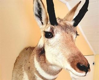 Wild Mount! $215 or bid #69