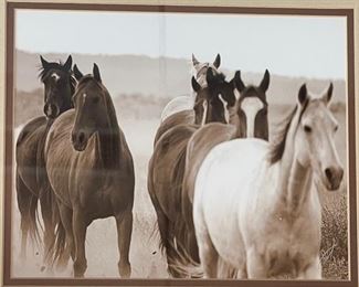 Wild Horses Signed Art Photo Don Schimmel Photography Frame: 14.5 x 17.5in