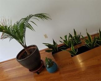 live plants