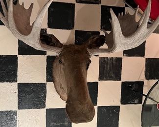 True antique! Over 100 year old Bull Moose here! Some minor condition issues from age... but he’ll look awesome on your wall and you’re hanging him high anyway so that’s just a chance to save some $!