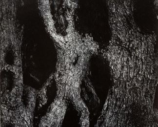 Aaron Siskind (American, 1903-1991) "Olive Tree" 1967