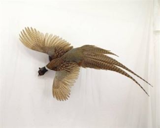 Pheasant Taxidermy Mount
