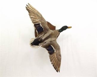 Mallard Taxidermy Mount
