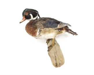 Woodduck Taxidermy Mount
