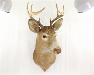 Deer Taxidermy Mount
