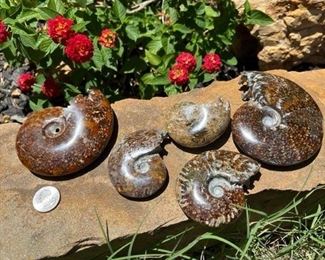 Ammonites!