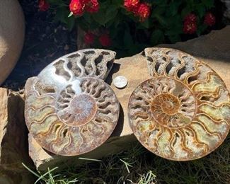 Large Sliced Ammonite