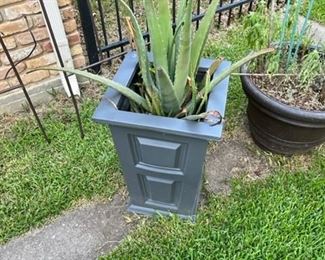 Aloe Vera. We have lots of nice plants at this sale.!