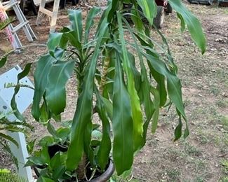 Indoor plant outside