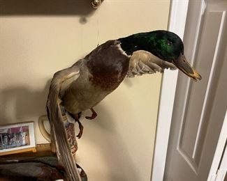 Taxidermy Duck