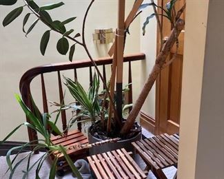 Very large plant/ plant stands