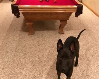 Kiko's is always ready to attend another Great Blue Star Estate Sale