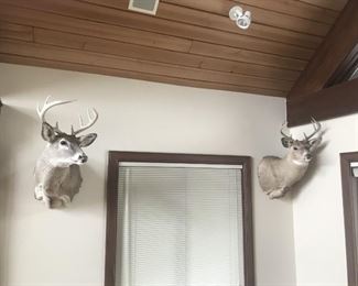 2 Large 8 Point Deer Shoulder Mounts