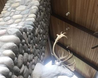 Large Caribou Shoulder Mount. Side View