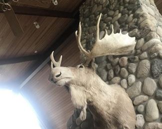 Stunning Trophy Winner Shoulder Mount Moose with Racks