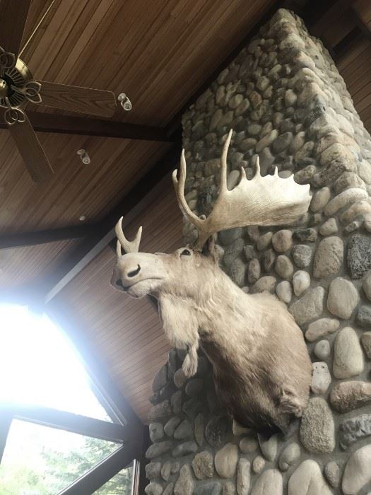 Stunning Trophy Winner Shoulder Mount Moose with Racks