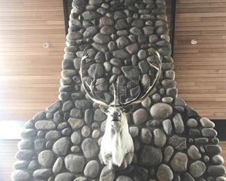 Large Caribou Shoulder Mount. Front View